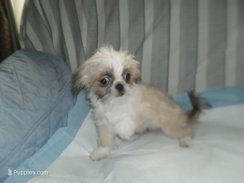 Lacey – Shih Tzu puppy for sale in Woodfin, NC