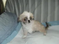 Lacey, a male Shih Tzu for sale in Woodfin, NC – 1 of 5