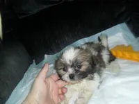 Ryker, a male Shih Tzu for sale in Woodfin, NC – 2 of 5
