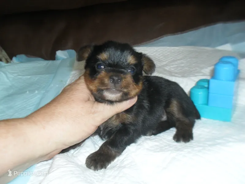 Razor – Yorkshire Terrier puppy for sale in Woodfin, NC