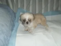 Lacey, a male Shih Tzu for sale in Woodfin, NC – 4 of 5