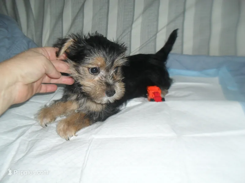 Razor – Morkie puppy for sale in Woodfin, NC