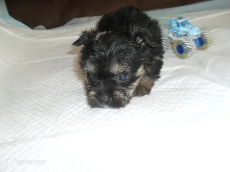 Toby – Yorkshire Terrier, Malchi puppy for sale in Woodfin, NC