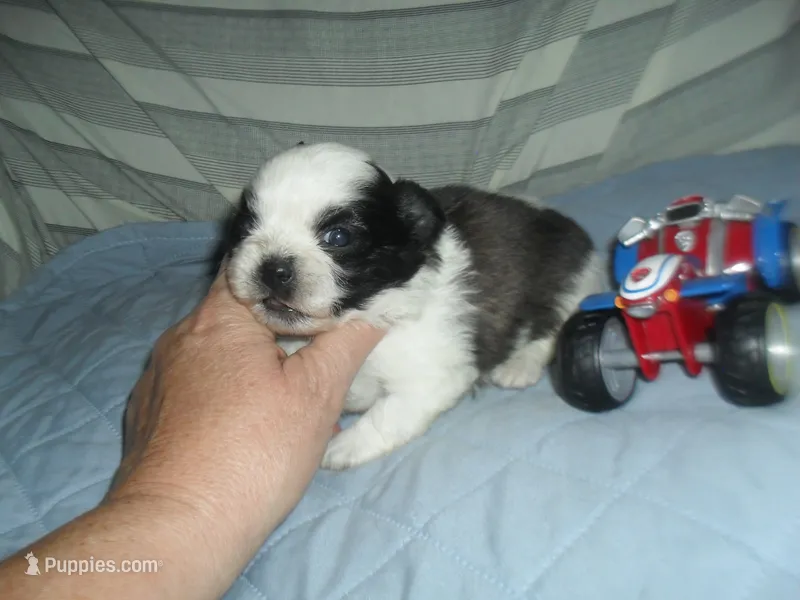 Axel – Shih Tzu puppy for sale in Woodfin, NC