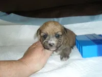 Max, a male Yorkshire Terrier and Malchi for sale in Woodfin, NC – 1 of 4