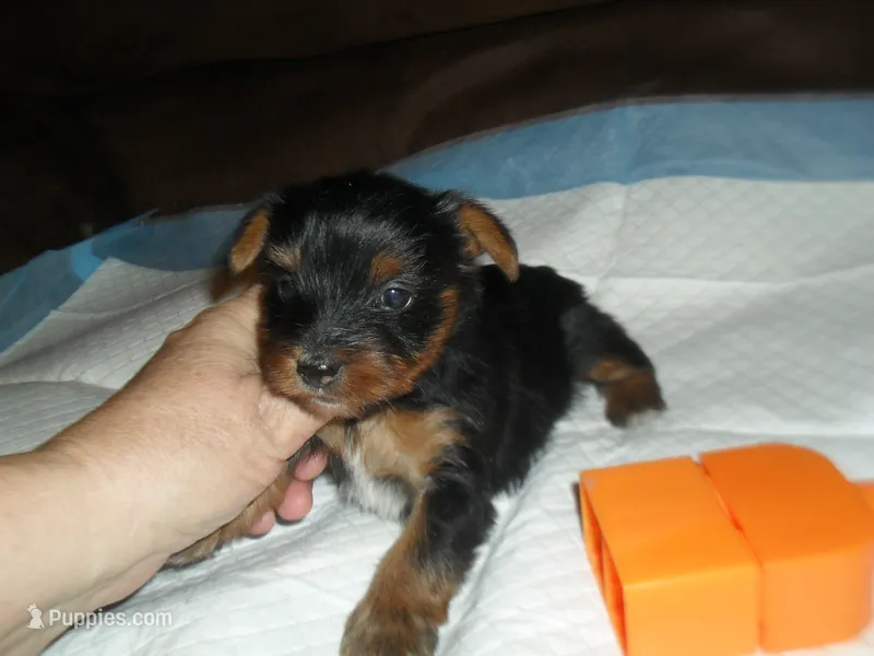 Raven – Yorkshire Terrier puppy for sale in Woodfin, NC