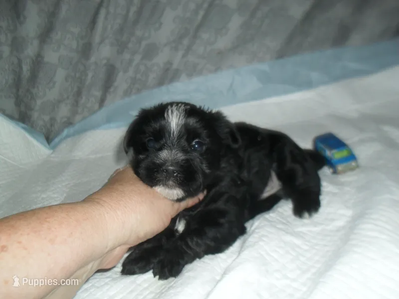 River – Morkie puppy for sale in Woodfin, NC
