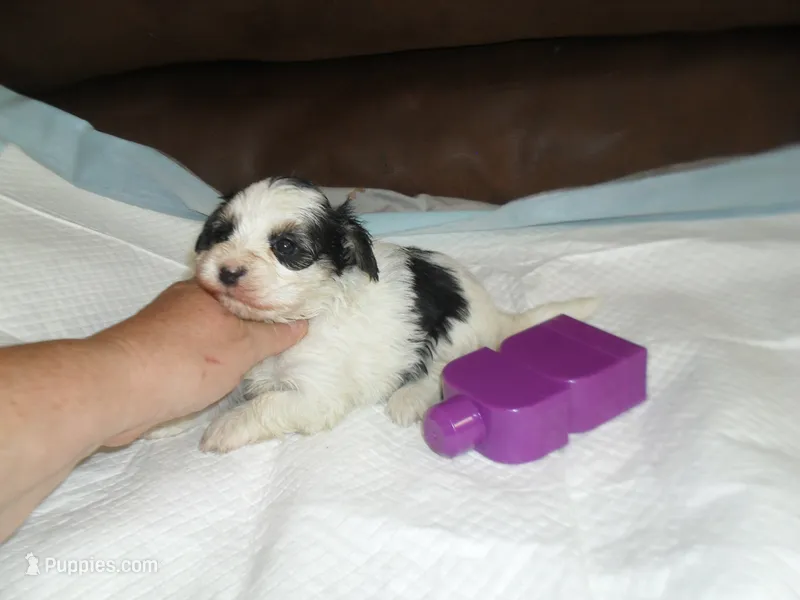 Riley – Morkie puppy for sale in Woodfin, NC