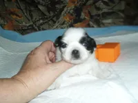 Jade, a female Shih Tzu for sale in Woodfin, NC – 5 of 5