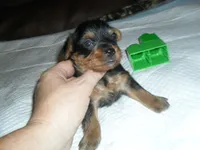 Raven, a female Yorkshire Terrier for sale in Woodfin, NC – 4 of 4