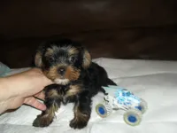 Razor, a male Yorkshire Terrier for sale in Woodfin, NC – 5 of 5