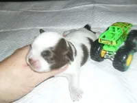 Apollo, a male Mal Shi for sale in Woodfin, NC – 3 of 4