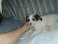 Gracie, a female Morkie for sale in Woodfin, NC – 2 of 5