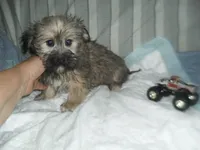 Chase, a male Yorkshire Terrier and Malchi for sale in Woodfin, NC – 4 of 5