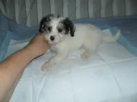 Gracie, a female Morkie for sale in Woodfin, NC – 4 of 5