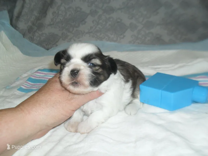 Cosmo – Shih Tzu puppy for sale in Woodfin, NC