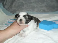 Cosmo, a male Shih Tzu for sale in Woodfin, NC – Photo 1 of 5
