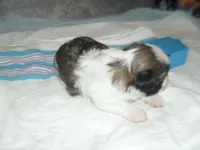 Cosmo, a male Shih Tzu for sale in Woodfin, NC – Photo 2 of 5