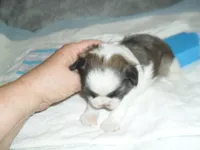 Cosmo, a male Shih Tzu for sale in Woodfin, NC – Photo 3 of 5