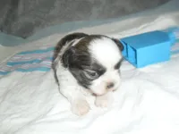 Cosmo, a male Shih Tzu for sale in Woodfin, NC – Photo 5 of 5