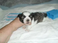 Cosmo, a male Shih Tzu for sale in Woodfin, NC – Photo 4 of 5