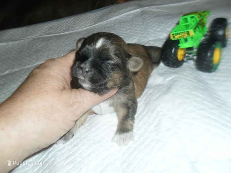 Ryder – Mal Shi puppy for sale in Woodfin, NC