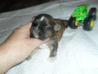 Ryder, a male Mal Shi for sale in Woodfin, NC – 1 of 5