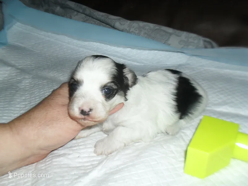 Riley – Morkie puppy for sale in Woodfin, NC