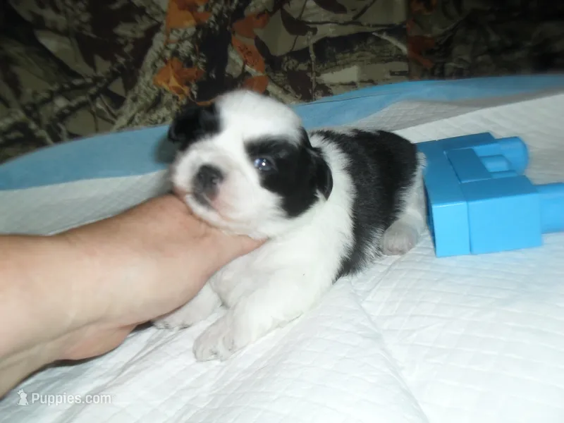 Spider – Shih Tzu puppy for sale in Woodfin, NC