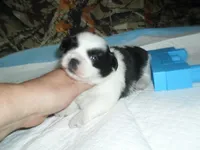 Spider, a male Shih Tzu for sale in Woodfin, NC – 1 of 6