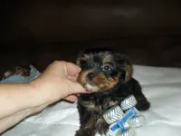 Razor, a male Yorkshire Terrier for sale in Woodfin, NC – 3 of 5