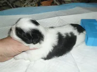 Spider, a male Shih Tzu for sale in Woodfin, NC – 3 of 6