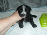 Chase, a male Morkie for sale in Woodfin, NC – Photo 2 of 4