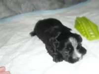 Chase, a male Morkie for sale in Woodfin, NC – Photo 4 of 4