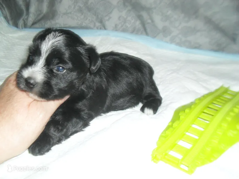 Chase – Morkie puppy for sale in Woodfin, NC