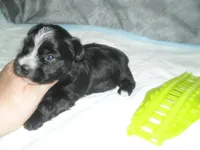 Chase, a male Morkie for sale in Woodfin, NC – Photo 1 of 4