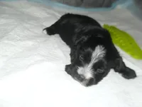 Chase, a male Morkie for sale in Woodfin, NC – Photo 3 of 4