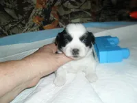 Spider, a male Shih Tzu for sale in Woodfin, NC – 6 of 6