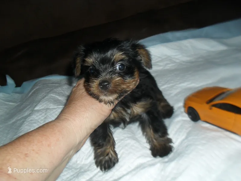 Razor – Yorkshire Terrier puppy for sale in Woodfin, NC