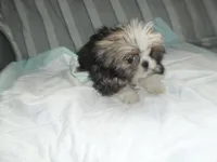 Lacey, a male Shih Tzu for sale in Woodfin, NC – 4 of 4
