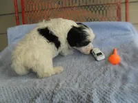 River, a female Morkie for sale in Woodfin, NC – 3 of 4