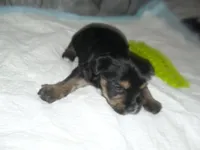 Brody, a male Morkie for sale in Woodfin, NC – Photo 3 of 4
