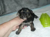 Brody, a male Morkie for sale in Woodfin, NC – Photo 4 of 4