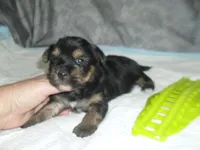 Brody, a male Morkie for sale in Woodfin, NC – Photo 2 of 4