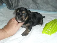 Brody, a male Morkie for sale in Woodfin, NC – Photo 1 of 4