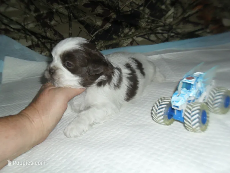 Apollo – Mal Shi puppy for sale in Woodfin, NC