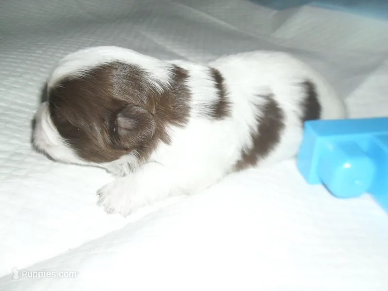 Apollo – Mal Shi puppy for sale in Woodfin, NC