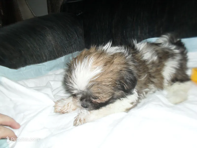 Ryker – Shih Tzu puppy for sale in Woodfin, NC