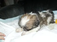Ryker, a male Shih Tzu for sale in Woodfin, NC – 1 of 5