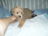 Max, a male Yorkshire Terrier and Malchi for sale in Woodfin, NC – 4 of 4